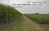 The agronomy of foliar feeding corn and soybean