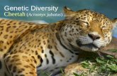 Cheetah (genetic diversity)