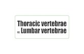Thoracic vertebrae Vs Lumbar Vertebrae | anatomy Kenhub