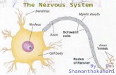 02 Central Nervous System Ppt 2027