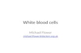 White blood cells v5