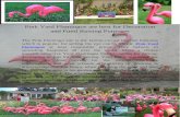 Pink Yard Flamingos are best for Decoration and Fund Raising Purposes