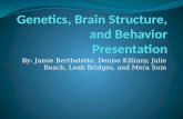 Genetics, Brain Structure, And Behavior Presentation