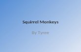 Tyree - Squirrel monkeys