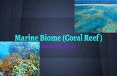 Shakira's Marine Biome Presentation
