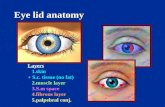 Eye Lid Dr.Ashraf