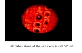 Plant & Animal Cell Mitosis Microviewer Pictures