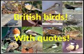 British birds and their songs.