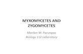 Myxo And Zygo
