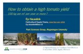 How to obtain a high Tomato yield - Ep Heuvelink