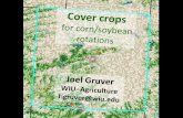 Cover crops for corn/soybean rotations