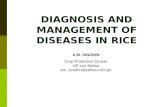 Common rice diseases (am sinohin)