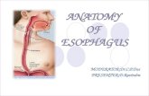anatomy of esophagus by dr ravindra daggupati