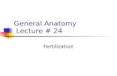 Fertilization early embryo dev't