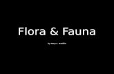 Flora & fauna