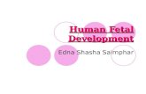 Human fetal development (saimphar, edna)