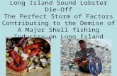 Long island sound lobster die off