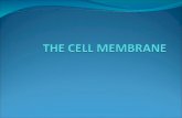 The cell membrane