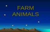Farm animals new