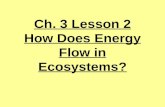 4th Grade-Ch. 3 Lesson 2 How Does Energy Flow in Ecosystems
