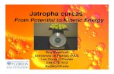 Jatropha Curcas Oil: From Potential to Kinetic EnergyRoy