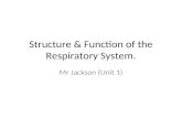 Structure & function of the respiratory system