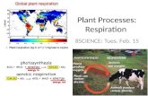Plant processes respiration