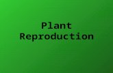Powerpoint 16 plant reproduction
