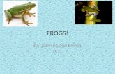 Frogs by jasmine emma