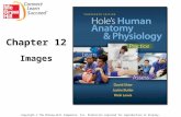 Chapter 12:  Nervous System III: Senses Hole's Human Anatomy and Physiology