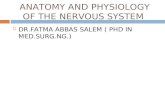 Anatomy and physiology of the nervous system