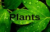 Ppt plants types, needs and growth