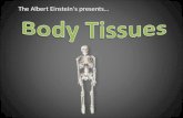 Anatomy body tissues