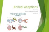 Animal Adaptions 2014