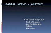 Radial nerve - Course & Relations / Applied Anatomy