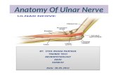Anatomy of ulnar Nerve (Ulnar Nerve Anatomy)