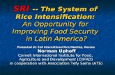 0203 The System of Rice Intensification An Opportunity for Improving Food Security in Latin America