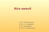 Rice weevil