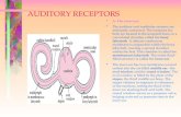 Auditory receptors