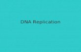 Dna replication Lecture