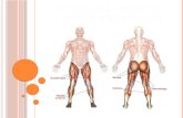 Muscles moving lower extremity.anat