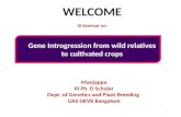 Gene introgression from wild relatives to cultivated plants