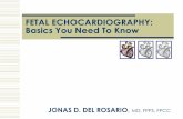 Basic Fetal Echocardiography