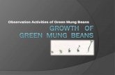 Lab' green mung beans2003