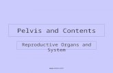 Contents of Pelvis
