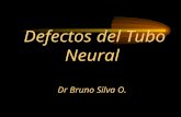 Defectos del Tubo Neural Dr Bruno Silva O.. A. Lesiones Abiertas. Craneoraquisquisis total. Anencefalia. Mielosquisis o Raquisquisis.