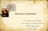 Nervios Craneales Dr. Jesús Lee-Borges Dr. Jose A. Carde-Serrano UPR-Aguadilla Biol. 3791 Dr. Jesús Lee-Borges Dr. Jose A. Carde-Serrano UPR-Aguadilla.