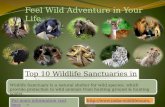 Top 10 Wildlife Sanctuary in India
