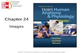 Chapter 24:  Genetics and Genomics Hole's Human Anatomy and Physiology