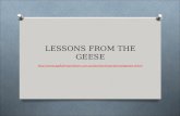 Lessons from the geese